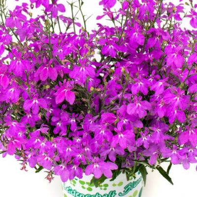 Lobelia Hot+® Electric Purple