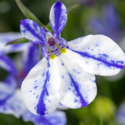 Lobelia Rift Blue