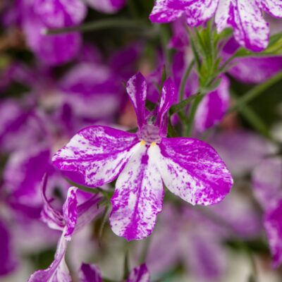 Lobelia Rift Purple