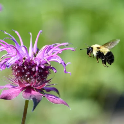 Monarda Bumble Bee King