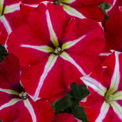 Petunia Crazytunia® Skookum Star