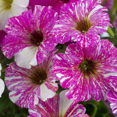 Petunia Crazytunia® Pink Zebra