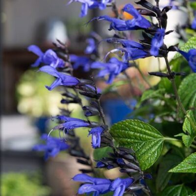 Salvia BODACIOUS® Hummingbrids Falls Sky Blue