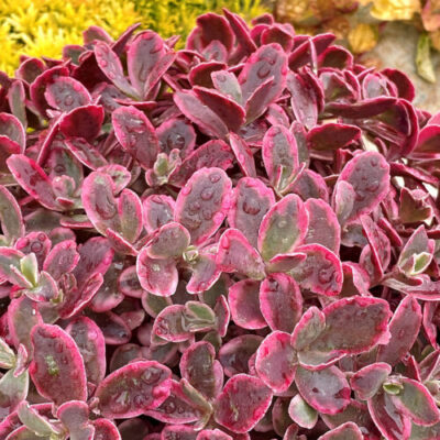 Sedum SunSparkler® Neon Nova