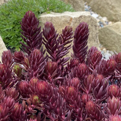 Sedum Tight & Tidy™ Red Angelina