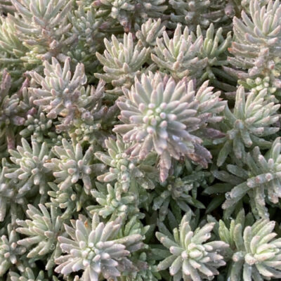 Sedum Tight & Tidy™ Blue Angelina