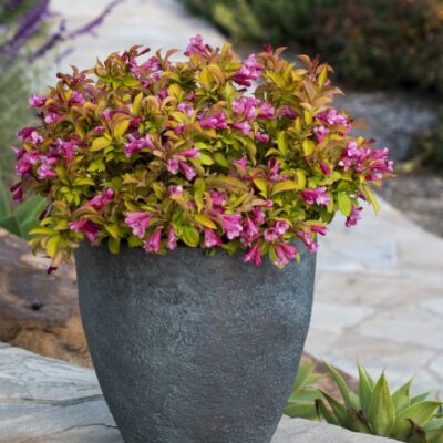 Weigela PRISM® Magic Carpet - TRIAL ONLY