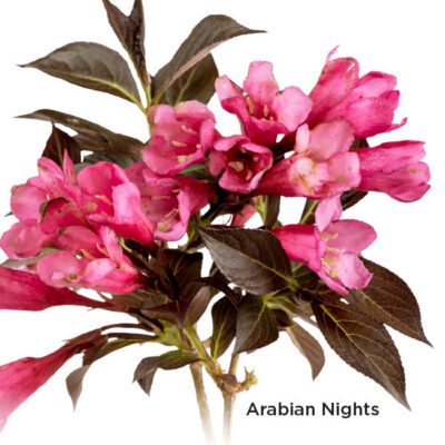Weigela PRISM® Arabian Nights - TRIAL ONLY