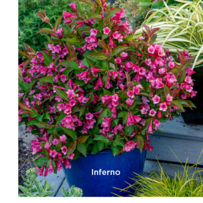 Weigela PRISM® Inferno - TRIAL ONLY