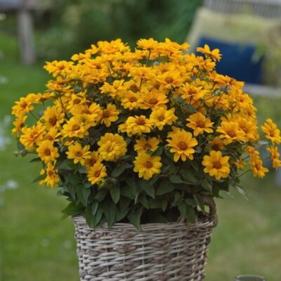 Heliopsis Sunopsis Sunspot