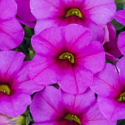 Calibrachoa Calitastic® Romeo Pink
