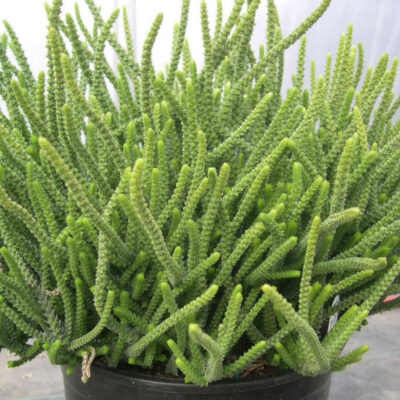 Crassula muscosa 'Princess Pine'