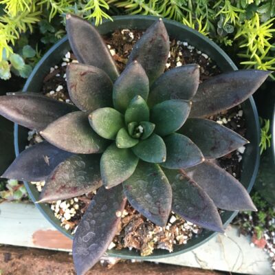 Echeveria affinis 'Black Knight'