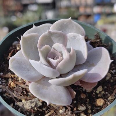 Echeveria 'Pollux'