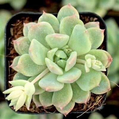 Echeveria 'Prolifica'