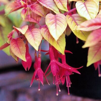 Fuchsia 'Autumnale'