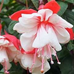 Fuchsia 'Swingtime'