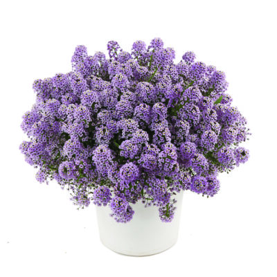 Lobularia STREAM™ Compact Violet
