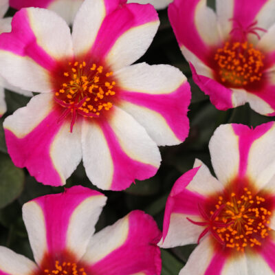 Portulaca oleracea 'SeaGlass Pink Lady'