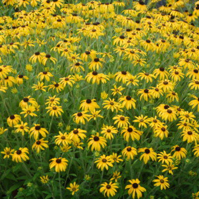 Rudbeckia x American Gold Rush