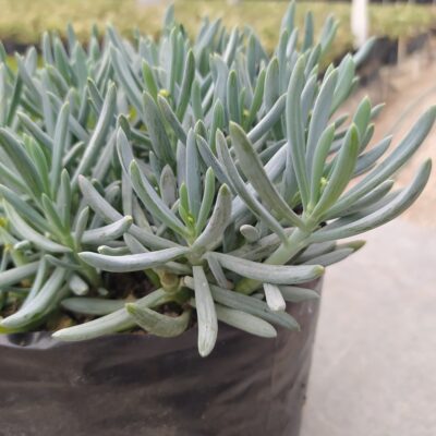 Senecio Mini Blue
