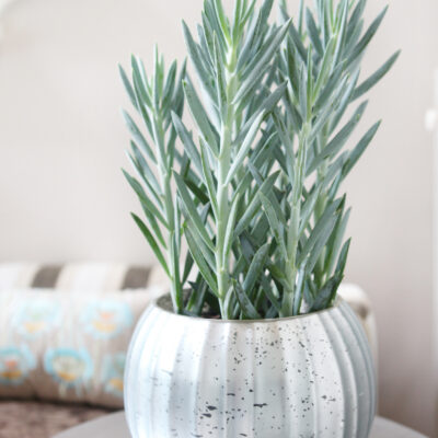 Senecio hybrid 'Mount Everest' (PP22,188)