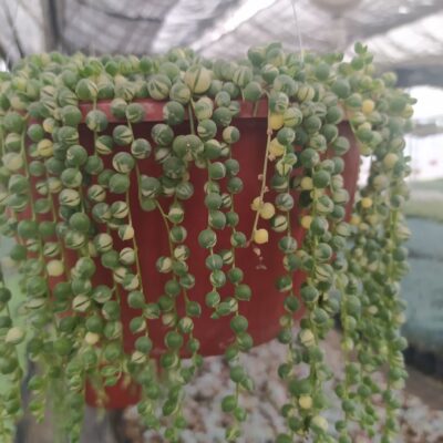 Senecio String of Pearls Variegata
