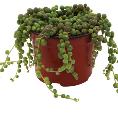 Senecio rowleyanus