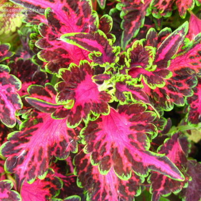Coleus 'Songbird'