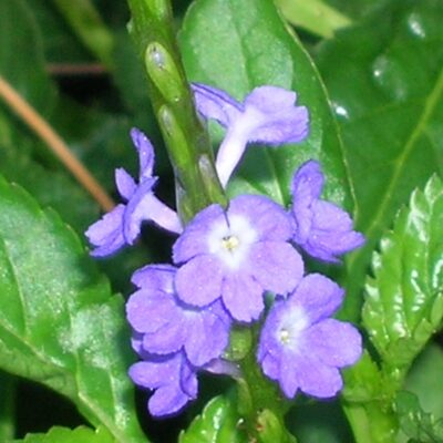 Stachytarpheta jamaicensis 'Blue'
