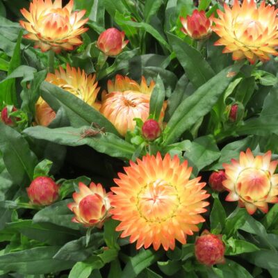 Xerochrysum bracteata Granvia® Peachy Keen